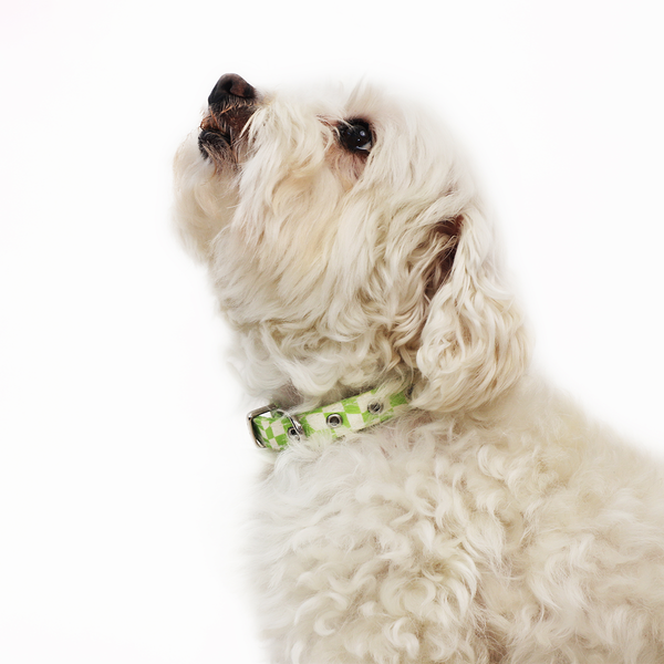 Oakley brand shop dog collar